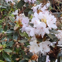 Rhododendron impeditum 'Album'